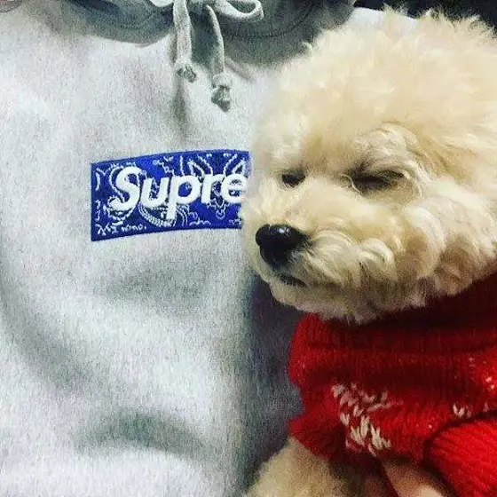 Supreme Hoodies
